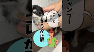 【初心者向け】そのシャンプーは正しい？これが正解！＃チワワ＃小型犬＃トリミング＃かわいい