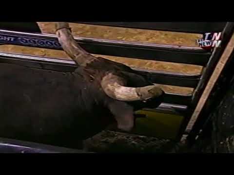 Mudslinger bucks Dave Samsel - 02 PBR Finals