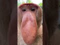 Discover the Surprising Sound of Proboscis Monkeys! #Accientpatapim #MinecraftVillager