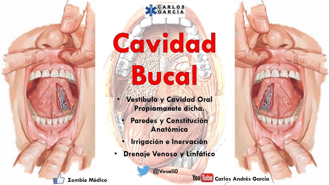 Anatomía - Cavidad Bucal (Paredes, Contenido, Irrigación, Inervación)