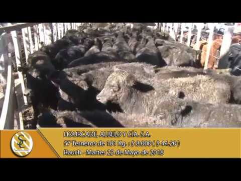 22-05-18 Venta de Machos - Hourcade, Albelo y Cia S.A. - Rauch.