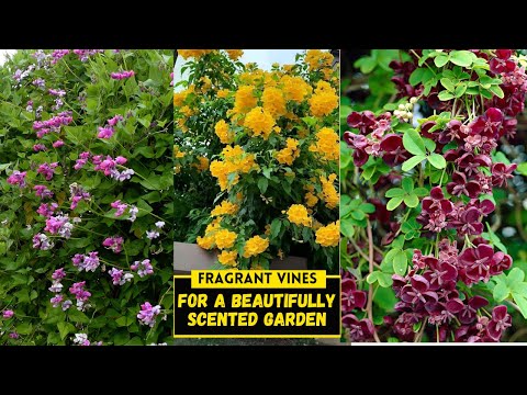 8 Fragrant Vines for a Beautifully Scented Garden
