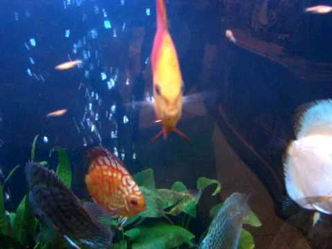 Monster Discus Fish tank