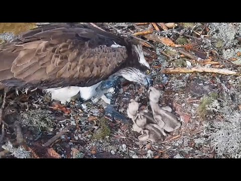 All three osprey chicks gets breakfast feeding from Mom | #4 Sääksilive (Osprey Cam) Jun 7, 2025