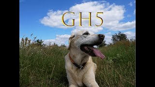 My new GH5| filmed my dog| MVCNN