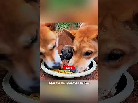 اكله اختطف قدامه بس الي حصل بعد كده غير كل حاجه #اكسبلور #ماوراءيات #automobile #كرتوناطفال #movie