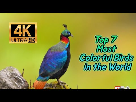 Top 7 Most Colorful Birds in the World 4K