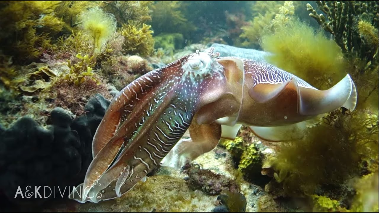 SCUBA Diving A&K HD | Whyalla Cuttlefish JUNE 2015 Video facade placeholder