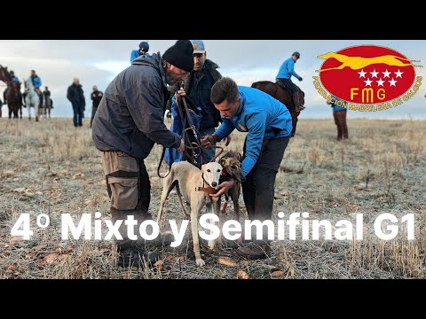 Cuartos Grupo Mixto y Semifinales del Grupo 1, Federación Madrileña de Galgos 2025. Día 1