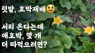 애호박, 서리 온다는데 