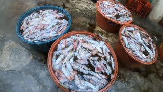 Mabisang Paraan sa Paghuhuli ng Pusit | BillyAillySeaTV