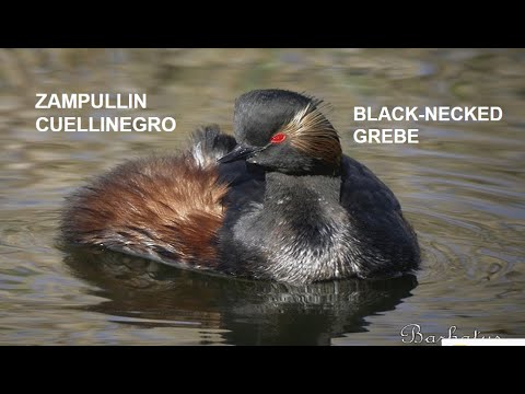 ZAMPULLIN CUELLINEGRO | BLACK-NECKED GREBE | Podiceps n