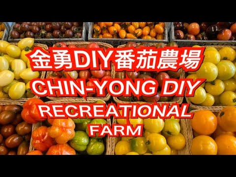 Fazenda Tomato Kingdom Kinyu DIY Banse