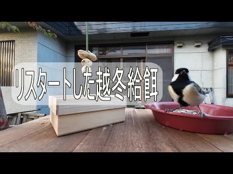シジュウカラをバルコニーに引き寄せる方法は？彼らの冬の好きな食べ物は何ですか?  庭園