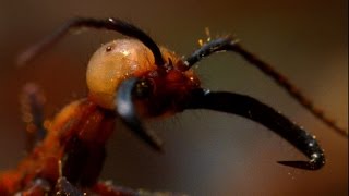 Войны насекомых. Документальные фильмы про животных 2016 HD.
