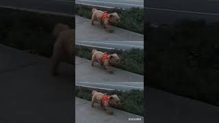 Insta360を買ったのでトイプのお散歩アクション動画を作ってみた。