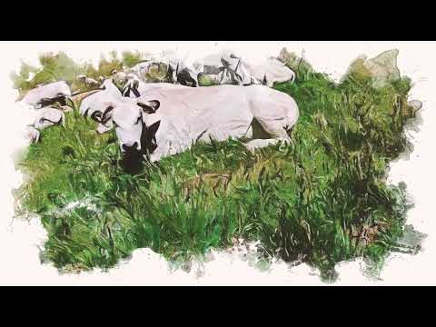 IGP - Carne di Razza Piemontese: puoi smettere di cercarne una migliore.