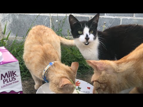 giving the colony cat’s whiskas milk