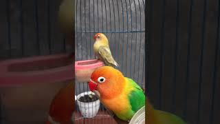 Download lagu Story wa burung love bird #shorts mp3 Download lagu Story wa burung love bird #shorts mp3