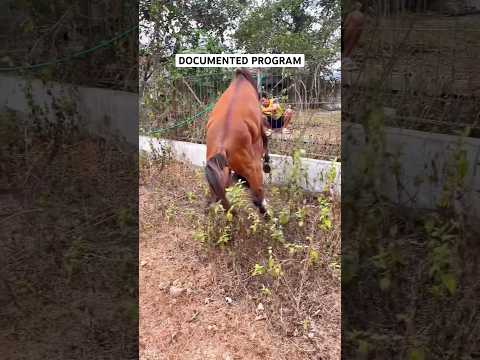 Eps 425 Montana Stable documentary #shorts #horse #pets #animals #farming
