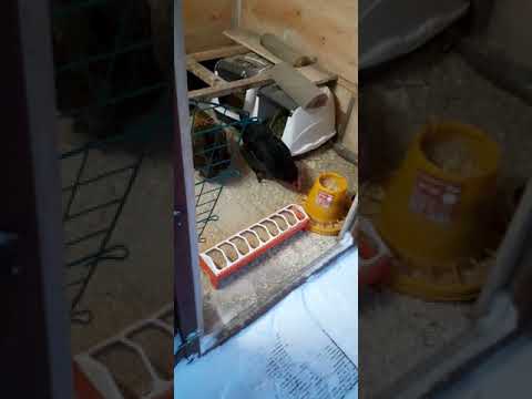 Frostwächter -18Grad Hühnerstall