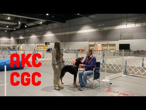 AKC Canine Good Citizen - CGC - Exercises Explained and Demonstrated