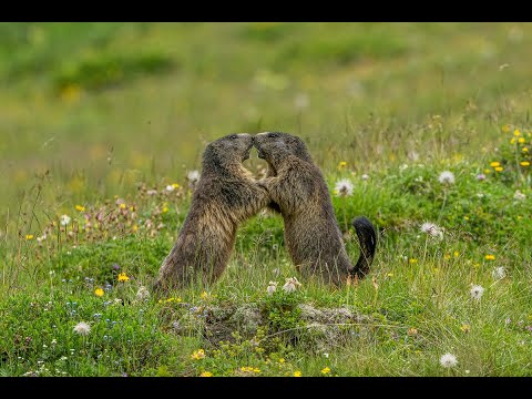 Murmeltierfotografie Avers, Juf