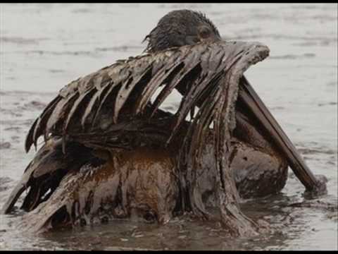 the effect of the oil spill have on  wild life  / derrame de petróleo mata la vida silvestre
