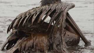 the effect of the oil spill have on  wild life  / derrame de petróleo mata la vida silvestre