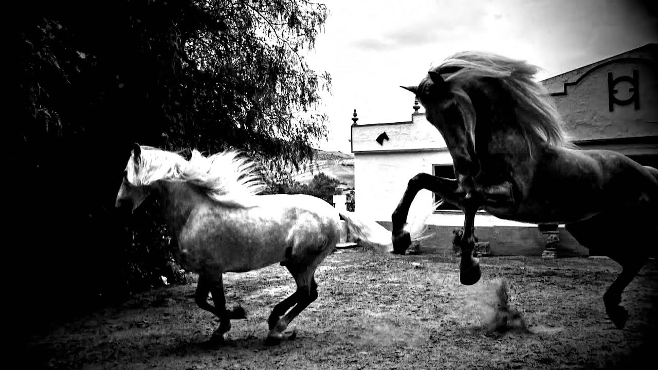 Horse of Kings, Thief of Hearts Videoclip