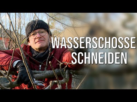 Wasserschosse schneiden