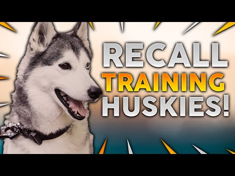 SIBERIAN HUSKY TRAINING! Recall Training With Your Siberian Husky!