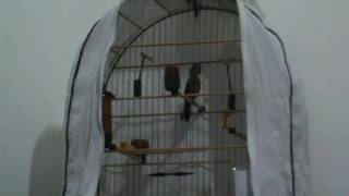 Curió Pardo Andróid, bom de Batidas de Praia