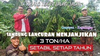 Download lagu SAMBUNG LANCURAN 3 TONS/HA STABLE EVERY YEAR || Traveling Coffee Shopper mp3