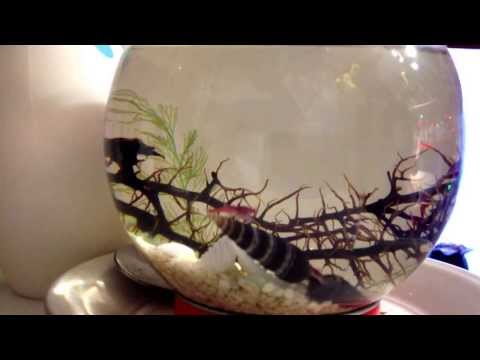 Swedish with a Northern accent