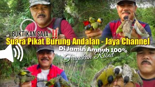 Download lagu Suara Pikat Andalan JAYA CHANNEL - Segala Jenis Burung Kecil Mp3 100% Work mp3 Download lagu Suara Pikat Andalan JAYA CHANNEL - Segala Jenis Burung Kecil Mp3 100% Work mp3