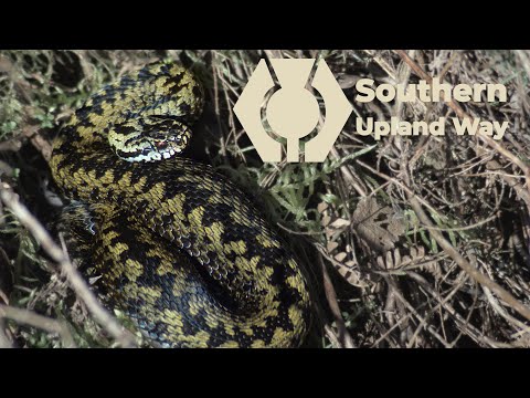 Adders - Scotland's only snakes. What to do when you see an an Adder while walking in Scotland