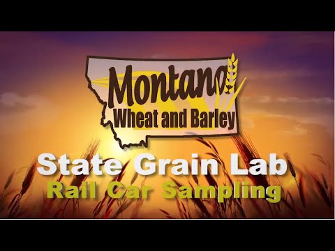 Rail Car Sampling   Montana State Grain Lab