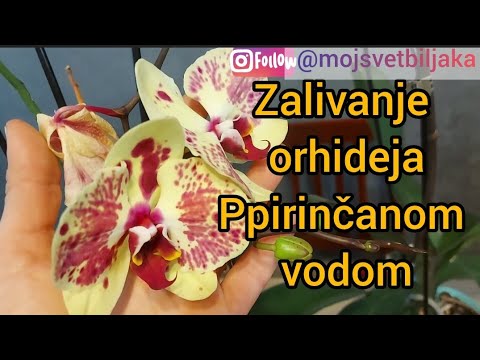 Prirodna prihrana  orhideja pirinčanom vodom