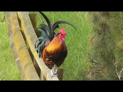 A beautiful rooster non-stop crowing loud in the early morning in the countryside
