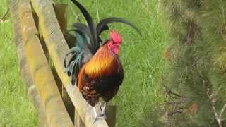 ROOSTER CROWING IN THE MORNING FULL VIDEO