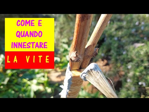 Innesto della vite adulta a spacco: come e quando innestare un vitigno per cambiare varietà