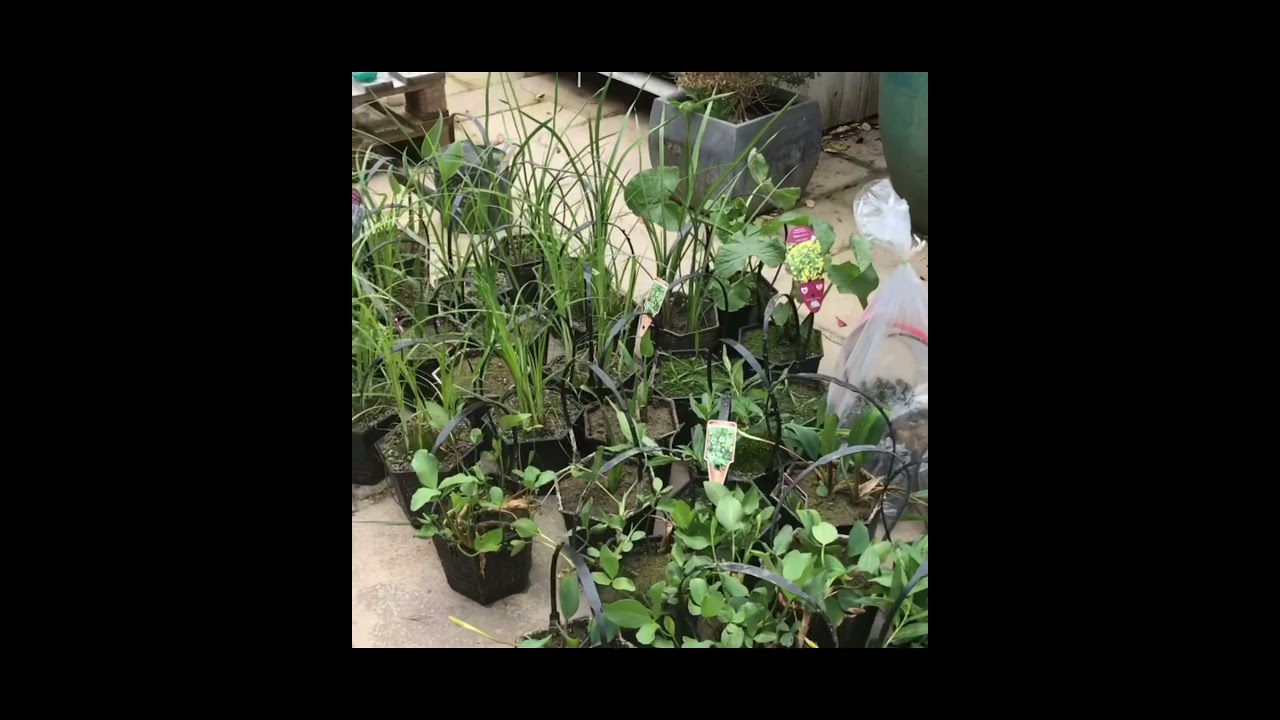 Natural Swimming Pool Final Reveal and First Swim