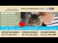 Twisted Whiskers Cats 1