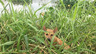 Pets Rescue | Rescue The Abandoned Dog Wandering By The River In Search Of Food