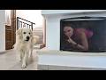 Playing Hide And Seek With My Golden Retriever Funny Dog Reaction