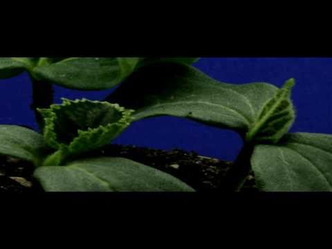 Madlib Medicine Show #6: It Will Happen on 4/20