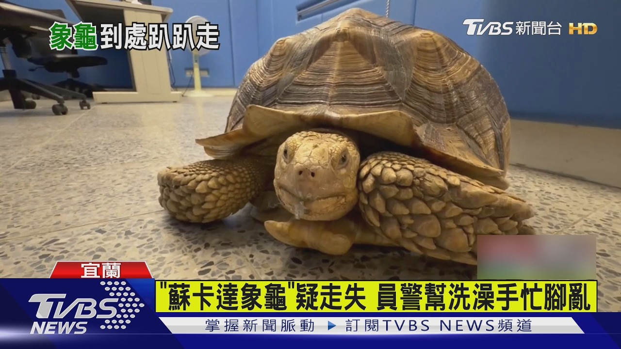 宜蘭街頭見蘇卡達象龜！民眾抱進派出所　員警幫洗澡哭笑不得