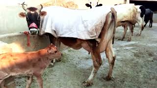 cow with his kid | Amazing Video