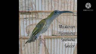 Download lagu Masteran Suara Burung Pijantung Gunung Gacor dengan Jeda mp3
